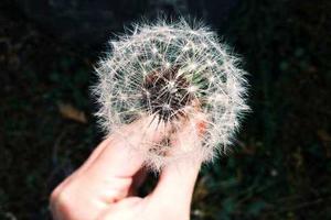 Picsum ID: 239